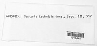 Caryophylloseptoria lychnidis image
